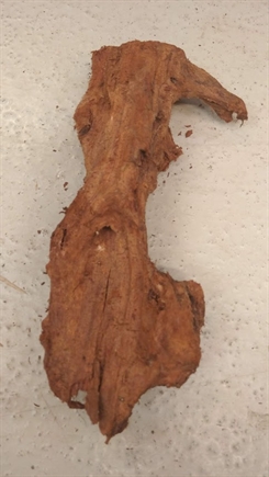 Trærod  25-35cm - Mangrove - Flyder   - Assorteret pluk